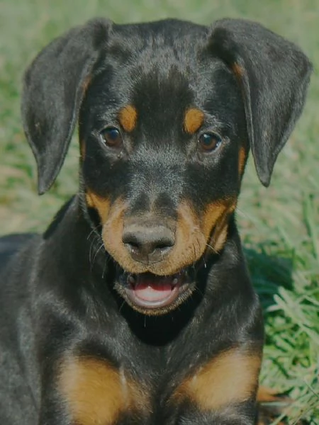 Dobermann cuccioli | Foto 3