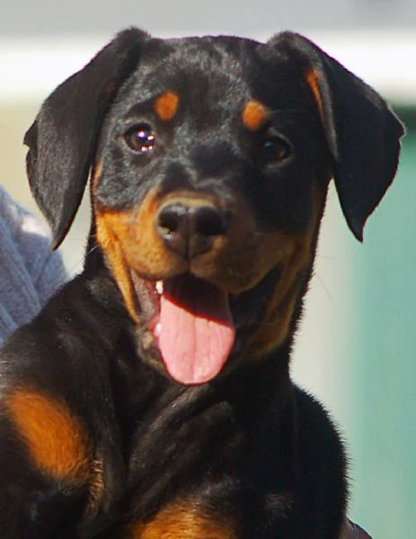 Dobermann cvuccioli