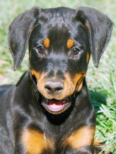 Dobermann cvuccioli | Foto 3