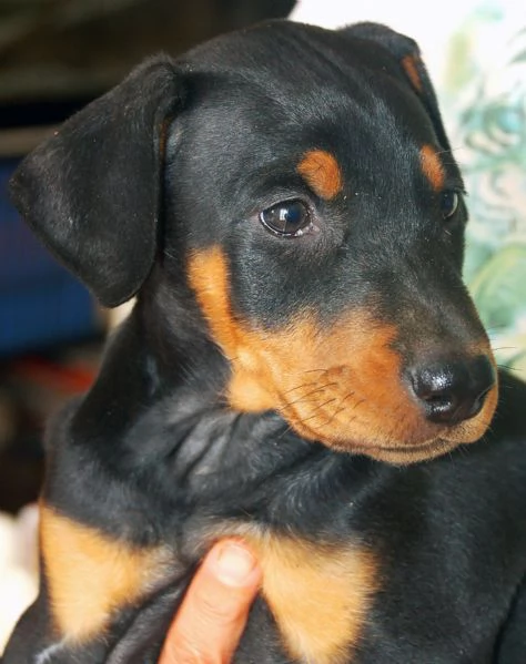 Dobermann cvuccioli | Foto 2