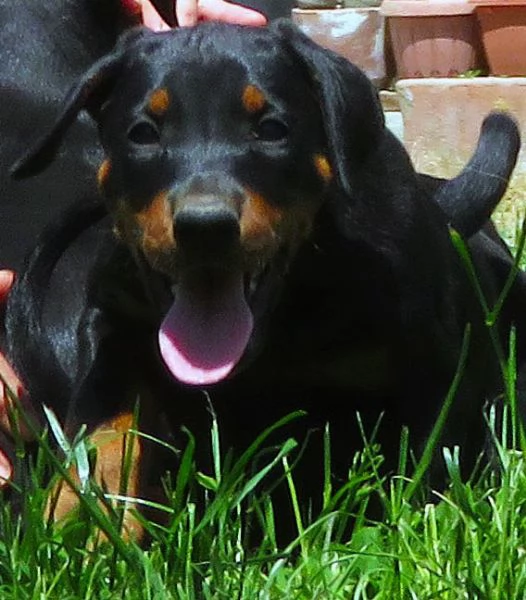 Dobermann cvuccioli | Foto 1