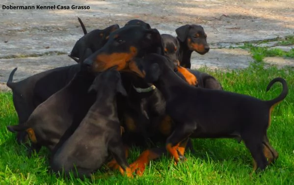 Dobermann cuccioli | Foto 0