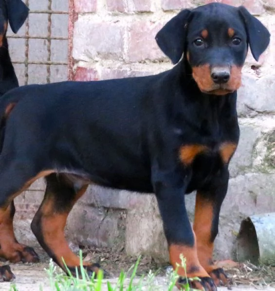 Dobermann cuccioli | Foto 0