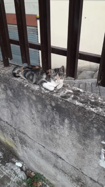 Gattina dal manto tricolore in adozione | Foto 3