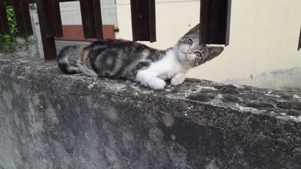 Gattina dal manto tricolore in adozione