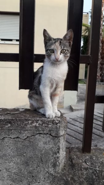 Gattina dal manto tricolore in adozione | Foto 2