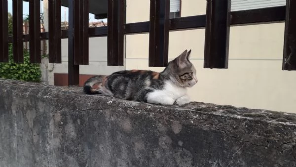Gattina dal manto tricolore in adozione | Foto 1