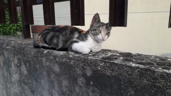 Gattina dal manto tricolore in adozione | Foto 0