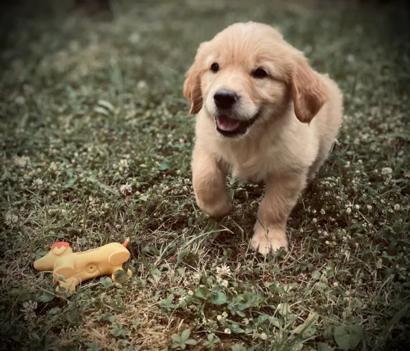 golden retriever cuccioli | Foto 0