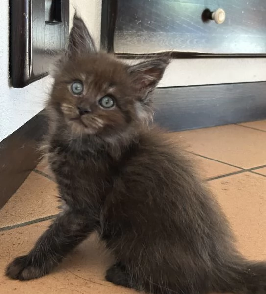 Maine Coon | Foto 10