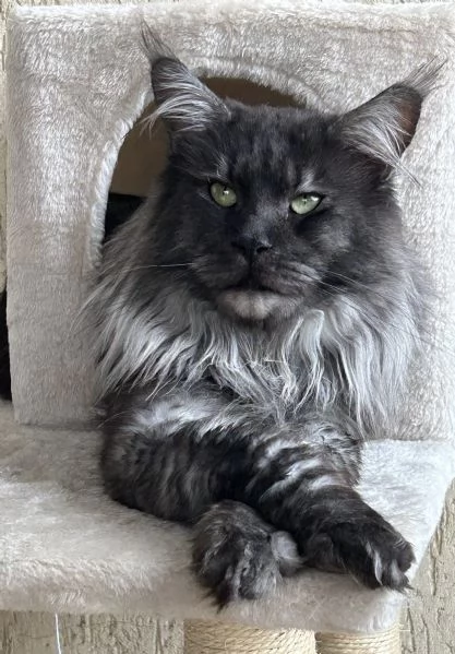 Maine Coon | Foto 9