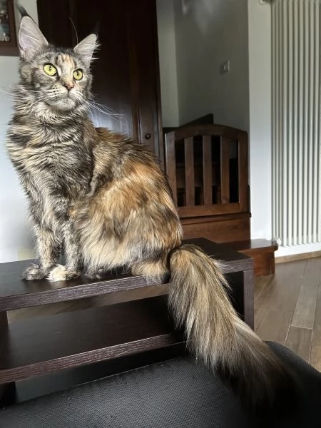 Maine Coon | Foto 7
