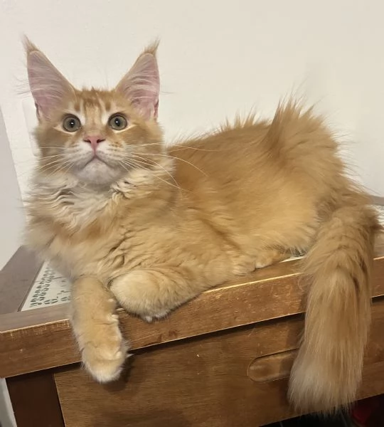 Maine Coon maschietti
