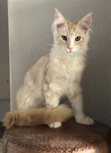 Maine Coon maschietti | Foto 13