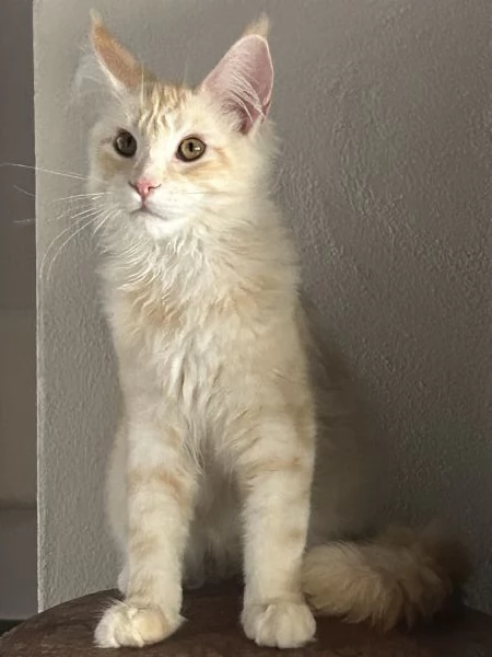 Maine Coon maschietti | Foto 12