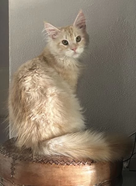 Maine Coon maschietti | Foto 11