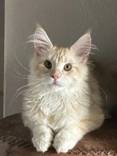 Maine Coon maschietti | Foto 10