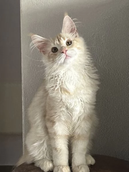Maine Coon maschietti | Foto 9