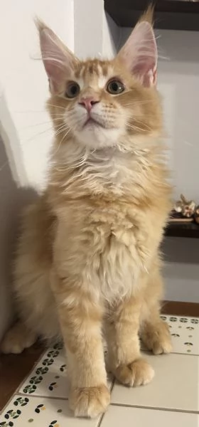 Maine Coon maschietti | Foto 4