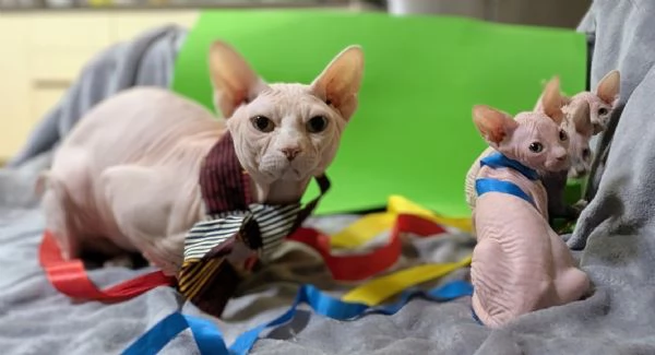 “ GIOVANNI “   MASCHIO SPHYNX PER MONTA CON PEDIGREE | Foto 6