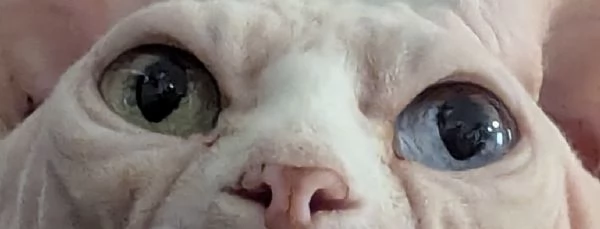 “ GIOVANNI “   MASCHIO SPHYNX PER MONTA CON PEDIGREE