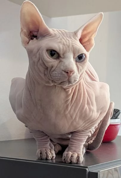 “ GIOVANNI “   MASCHIO SPHYNX PER MONTA CON PEDIGREE | Foto 5