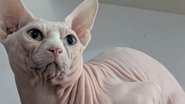 “ GIOVANNI “   MASCHIO SPHYNX PER MONTA CON PEDIGREE | Foto 4