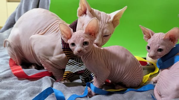 “ GIOVANNI “   MASCHIO SPHYNX PER MONTA CON PEDIGREE | Foto 3
