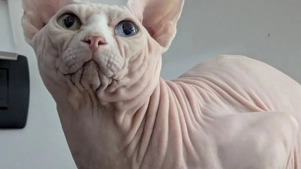 “ GIOVANNI “   MASCHIO SPHYNX PER MONTA CON PEDIGREE | Foto 2