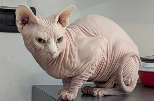“ GIOVANNI “   MASCHIO SPHYNX PER MONTA CON PEDIGREE | Foto 1