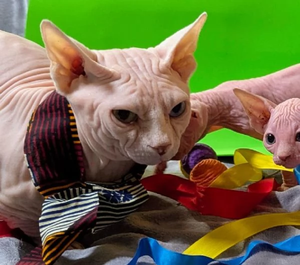 “ GIOVANNI “   MASCHIO SPHYNX PER MONTA CON PEDIGREE | Foto 0