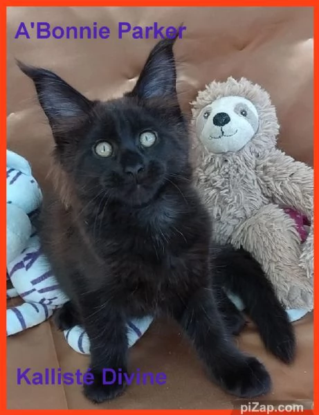 Cuccioli di Maine Coon LOOF  | Foto 5