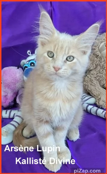 Cuccioli di Maine Coon LOOF  | Foto 3