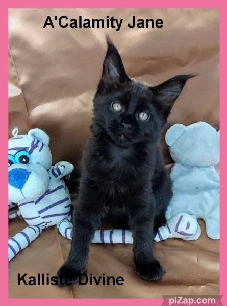 Cuccioli di Maine Coon LOOF  | Foto 2