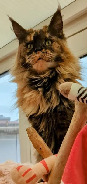 Cuccioli di Maine Coon LOOF  | Foto 1