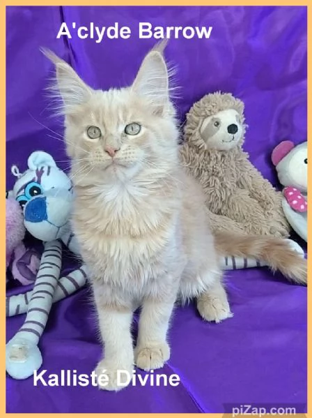 Cuccioli di Maine Coon LOOF  | Foto 0