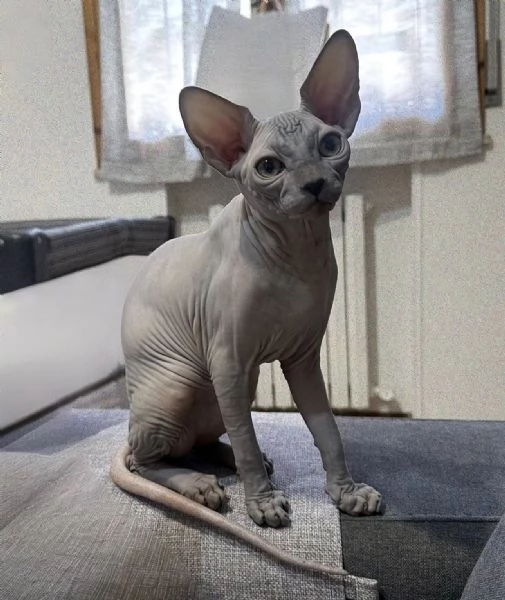 Gattino  Canadian Sphynx (Maschietto) | Foto 2