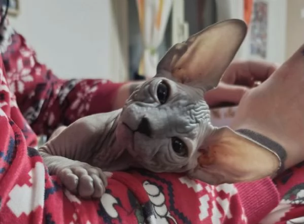 Gattino  Canadian Sphynx (Maschietto)