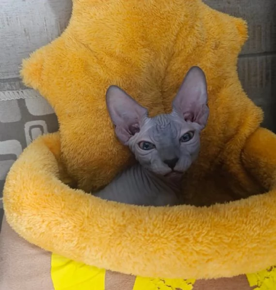 Gattino  Canadian Sphynx (Maschietto) | Foto 1