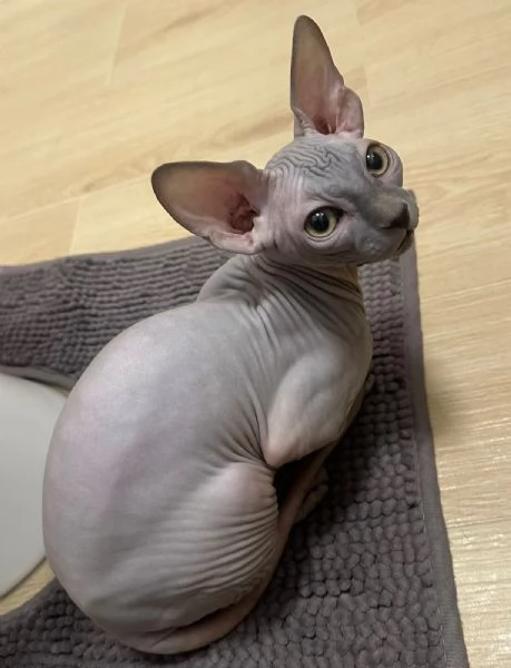 Gattino  Canadian Sphynx (Maschietto) | Foto 0