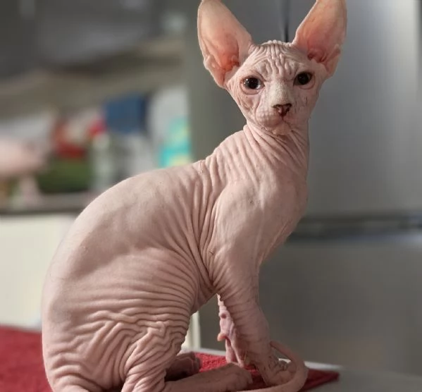 2 Gattini  Canadian Sphynx con PEDIGREE (Maschietti) | Foto 6