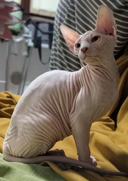 2 Gattini  Canadian Sphynx con PEDIGREE (Maschietti) | Foto 5