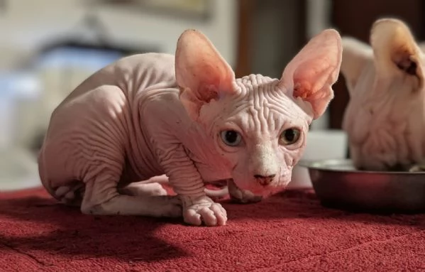 2 Gattini  Canadian Sphynx con PEDIGREE (Maschietti) | Foto 3
