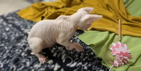 2 Gattini  Canadian Sphynx con PEDIGREE (Maschietti) | Foto 1