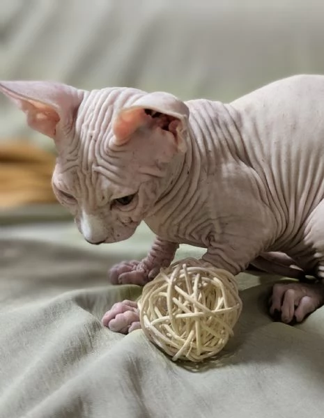 2 Gattini  Canadian Sphynx con PEDIGREE (Maschietti) | Foto 0