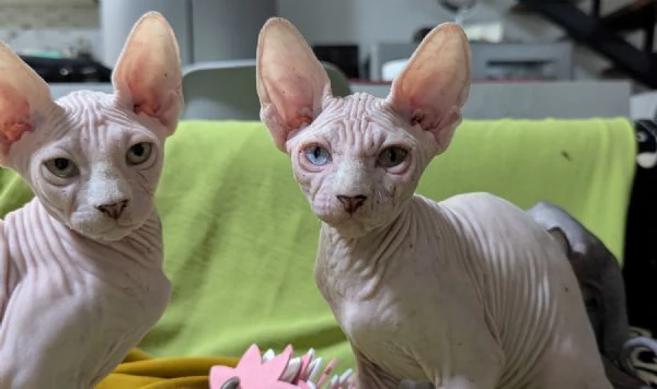 2 Gattini  Canadian Sphynx con PEDIGREE (Maschietti)