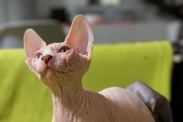 2 Gattini  Canadian Sphynx con PEDIGREE (Maschietti) | Foto 5