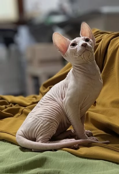 2 Gattini  Canadian Sphynx con PEDIGREE (Maschietti) | Foto 4