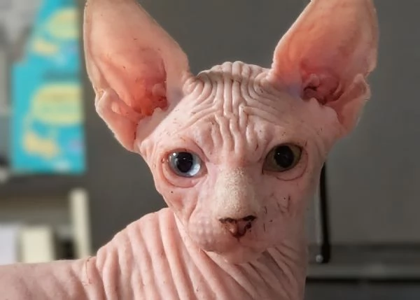2 Gattini  Canadian Sphynx con PEDIGREE (Maschietti) | Foto 2