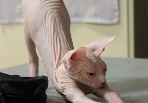 2 Gattini  Canadian Sphynx con PEDIGREE (Maschietti)